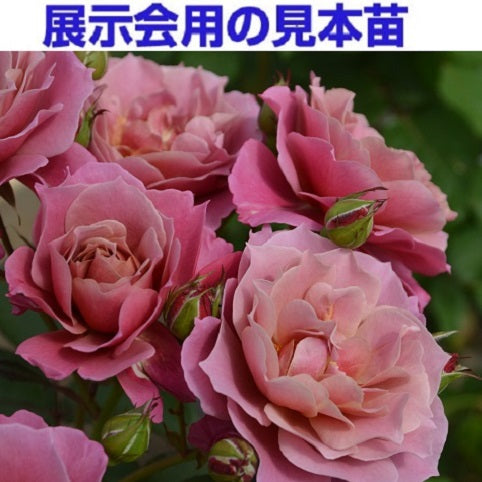 【展示会用の見本苗】葵の上（2547M）