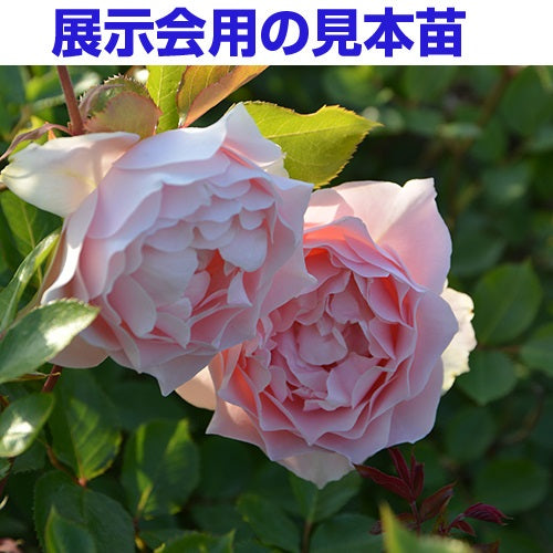 【展示会用の見本苗】ローブ デコルテ（2559M）