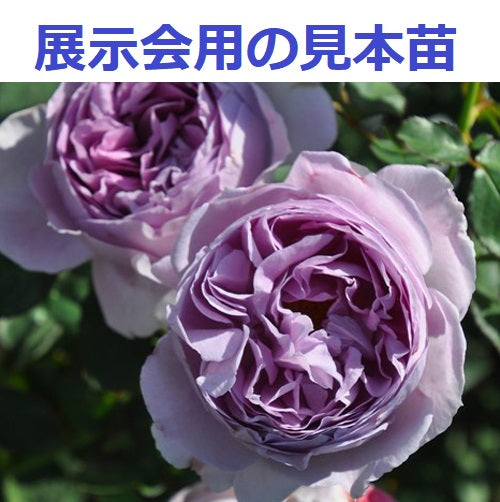 展示会用の見本苗（リラ）【花終わりの為切り戻し価格】
