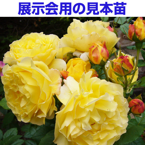 展示会用の見本苗（フランス・アンフォ）