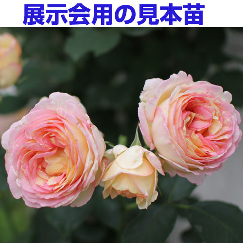 展示会用の見本苗（ペッシュ・ボンボン）