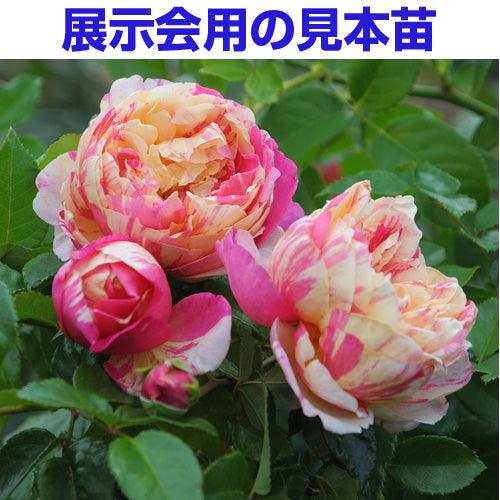 展示会用の見本苗（エドゥアール・マネ）