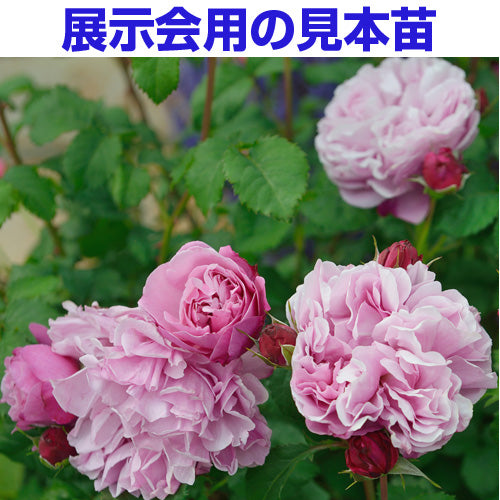 展示会用の見本苗（サント・ノーレ）