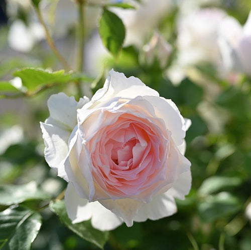 薔薇 バラ 苗 オーブレジェール 特大の大苗です