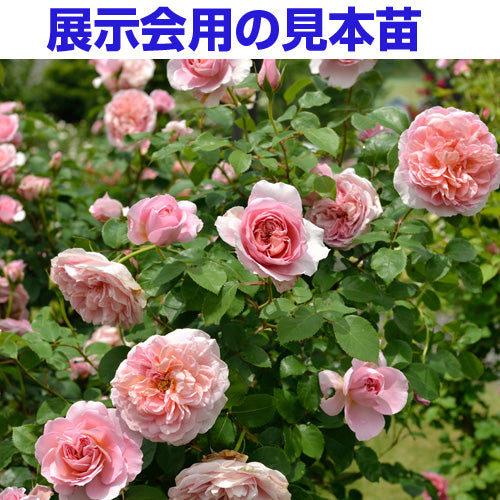 展示会用の見本苗（ダム・ドゥ・シュノンソー）