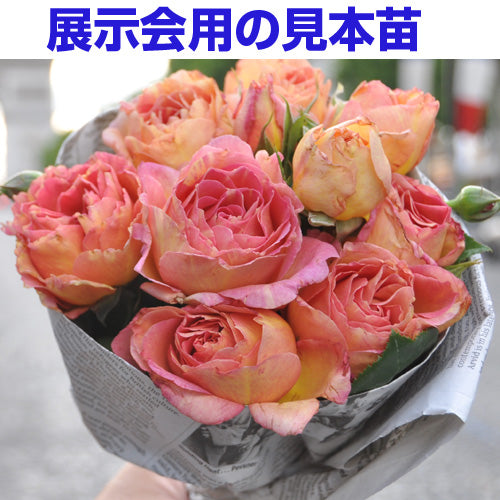 展示会用の見本苗(ラ・パリジェンヌ)