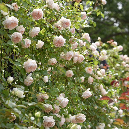 フランシス・バーネット はなはなショップ