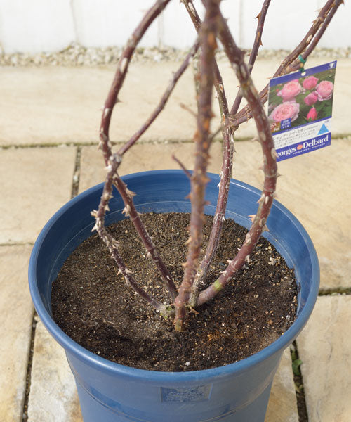 冬の植え替え が出来なかった時の解決法 はなはなショップブログ