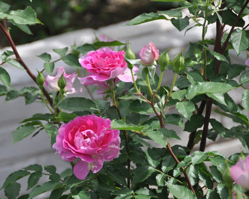 バラの花とツボミに穴 はなはなショップブログ