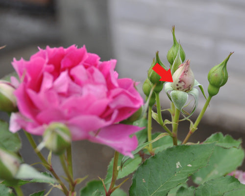 バラの花とツボミに穴 はなはなショップブログ