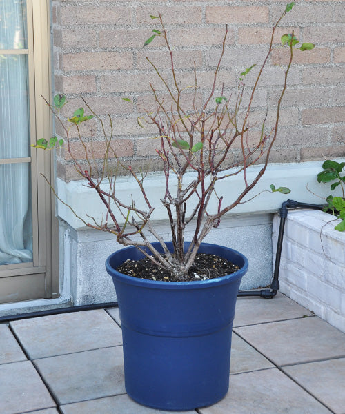 鉢植え木立ち性バラ 冬剪定 植替え はなはなショップブログ
