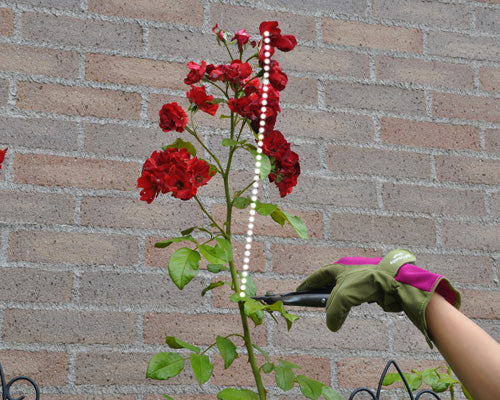 つるバラ シュート先の花をカット はなはなショップブログ