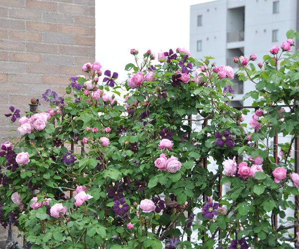 年花盛りの庭 はなはなショップブログ