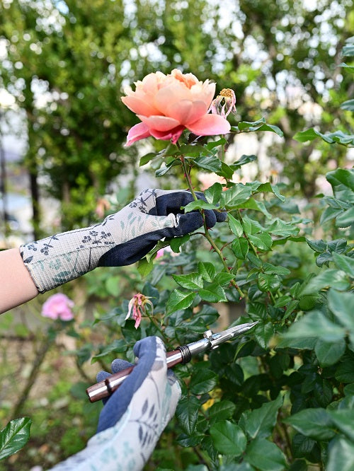 秋バラの花後の管理などなど はなはなショップブログ