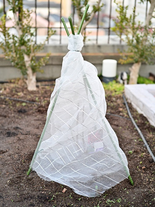 寒冷地での大苗の植え付けのタイミングは はなはなショップブログ