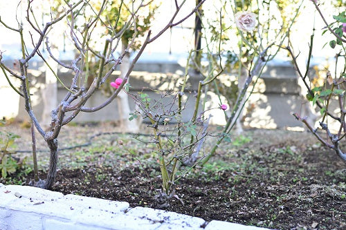 庭植のバラの移植 庭植 鉢植えへ はなはなショップブログ