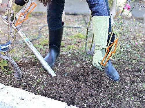 庭植のバラの移植 庭植 鉢植えへ はなはなショップブログ