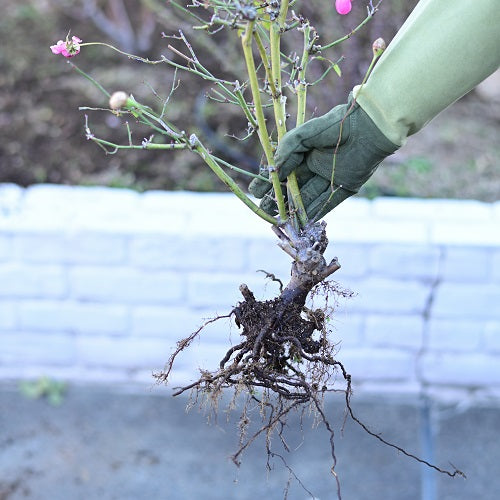 庭植のバラの移植 庭植 鉢植えへ はなはなショップブログ