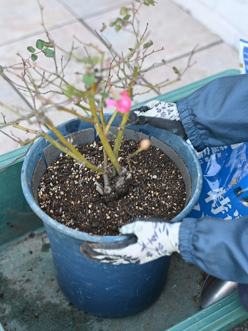 庭植のバラの移植 庭植 鉢植えへ はなはなショップブログ