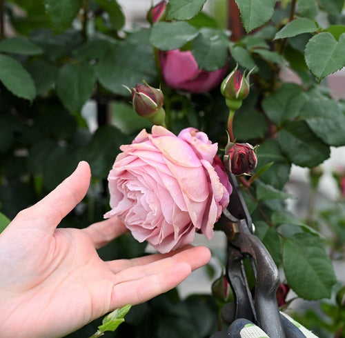 花がら摘みは早め早めに はなはなショップブログ