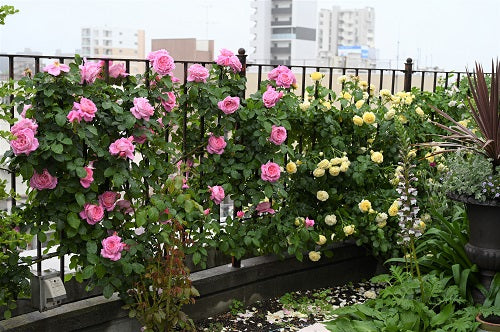 雨の中のバラたち はなはなショップブログ